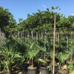 Blauwe Regen Als Dakboom (Wisteria Brachybotrys 'Yokohama Fuji')