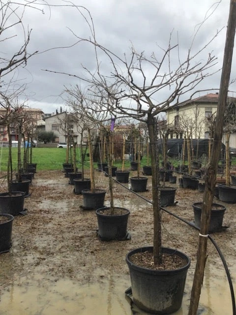 Blauweregen Als Boom (Wisteria Floribunda 'Black Dragon') 2 Blauweregen Als Boom (Wisteria Floribunda 'Black Dragon') - Afbeelding 2