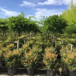 Blauwe Regen Als Halfstam (Wisteria Floribunda 'Issai')