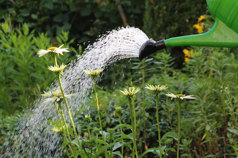 Exporteren Tuin Sprank Winkel -Exporteren Tuin Sprank Winkel 2